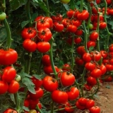 Paradajz dječja radost